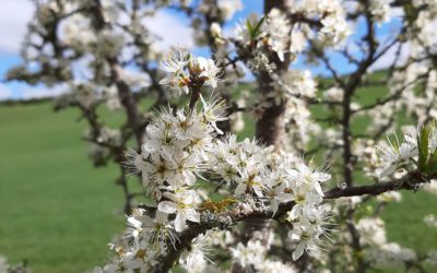 Welcome to this Clyde Valley Orchard!