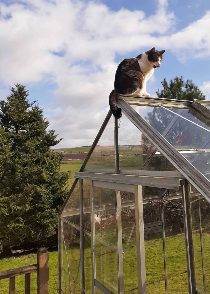 tabby cat on greenhouse roof
